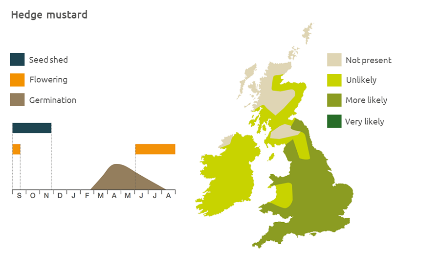 Hedge mustard life cycle and UK distribution